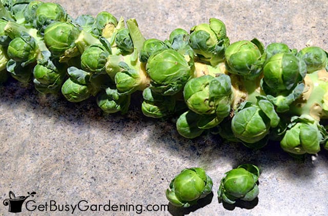 Full stalk of brussels sprouts after harvesting
