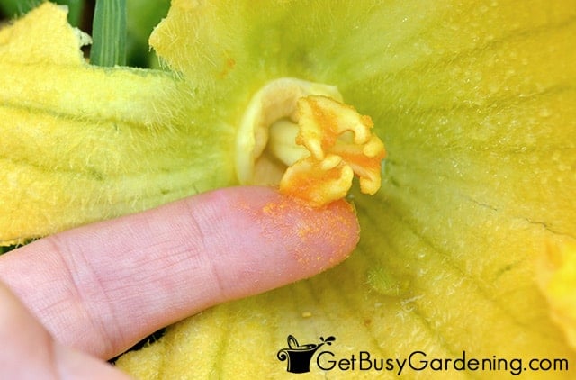 Hand pollinating a squash flower