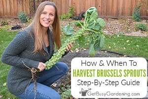 How & When To Harvest Brussels Sprouts Step-By-Step Guide