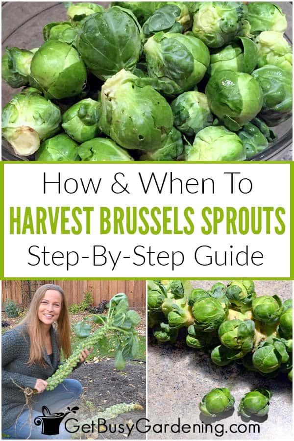 How & When To Harvest Brussels Sprouts Step-By-Step Guide