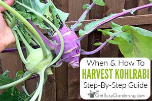 Harvesting Kohlrabi - Everything You Need To Know