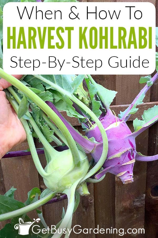 When & How To Harvest Kohlrabi Step-By-Step Guide