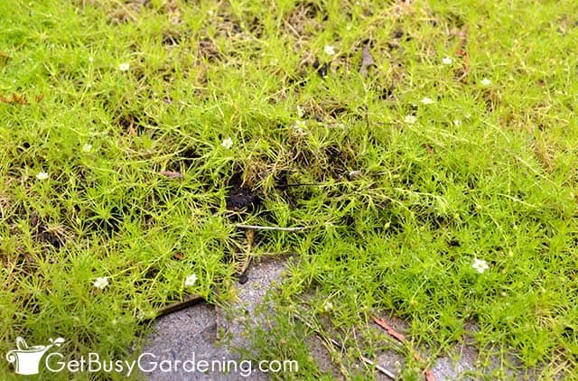 Irish moss grows best in my shade garden
