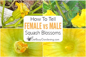 Female -vs- Male Squash Flowers: How To Tell The Difference