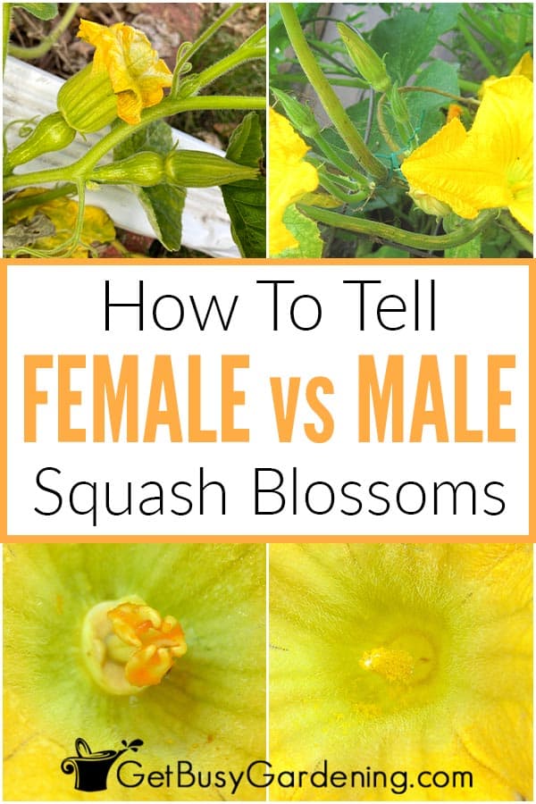 How To Tell Female vs Male Squash Blossoms