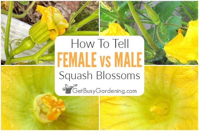 Female Male Squash Blossoms
