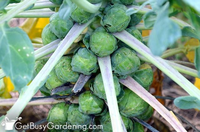 Mature brussels sprouts ready to harvest