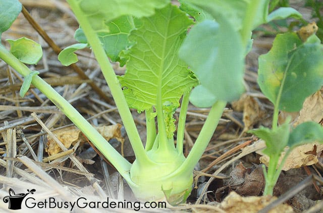 Mature kohlrabi that is ready to harvest