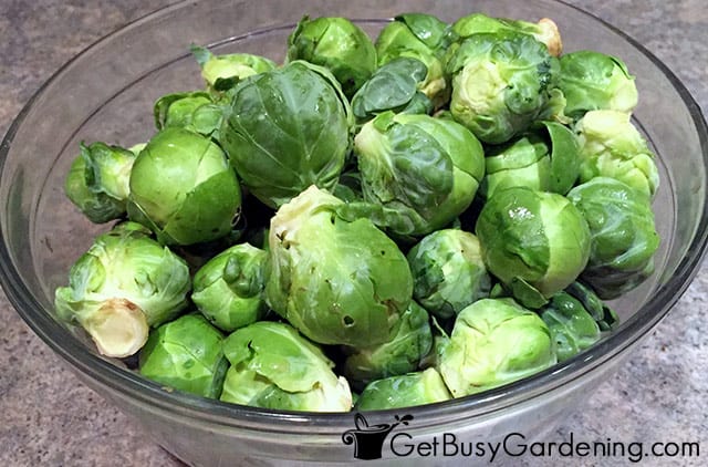 One harvest of brussels sprouts ready to eat