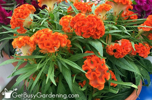 Orange celosia in an outdoor container garden