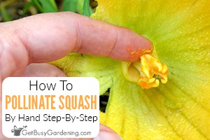 How To Pollinate Squash By Hand For Maximum Production