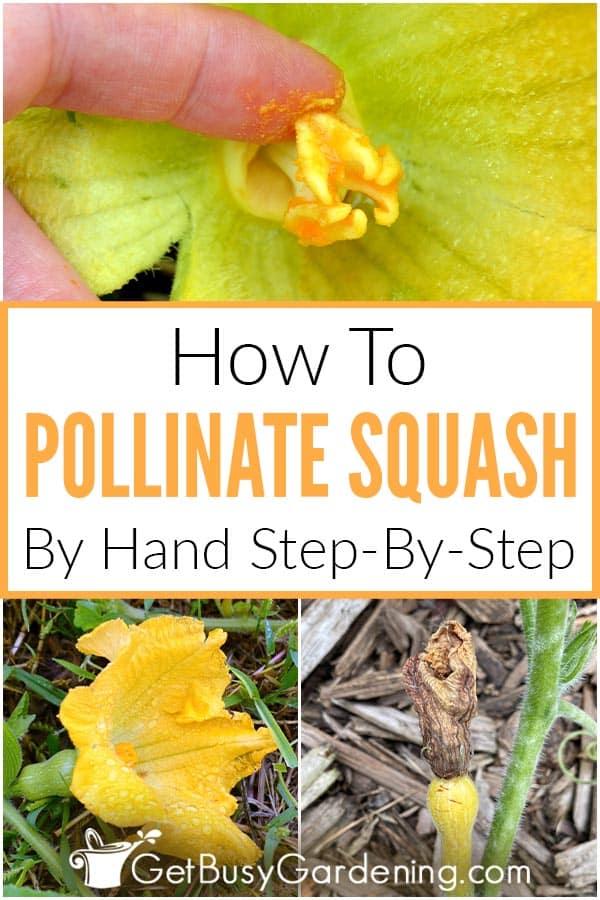 How To Pollinate Squash By Hand Step-By-Step