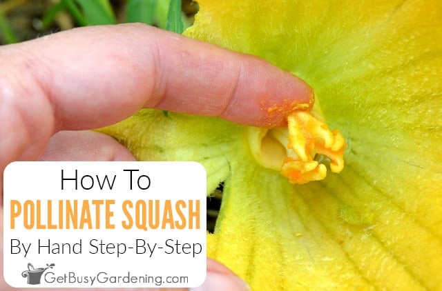 How To Pollinate Squash By Hand For Maximum Production