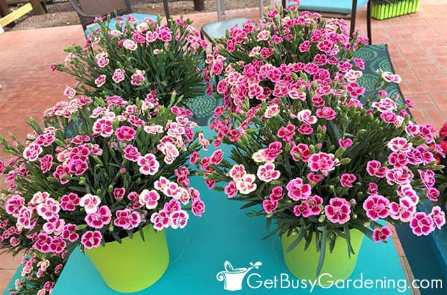 Pot carnations with pink and white flowers