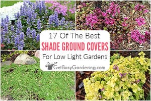 17 Best Ground Cover Plants That Grow Well In The Shade