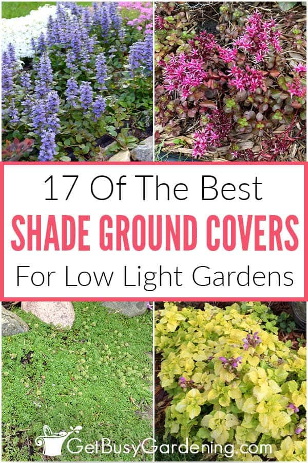 17 Of The Best Shade Ground Covers For Low Light Gardens
