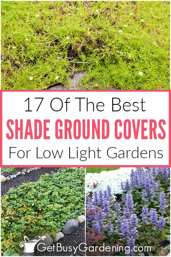17 Of The Best Shade Ground Covers For Low Light Gardens