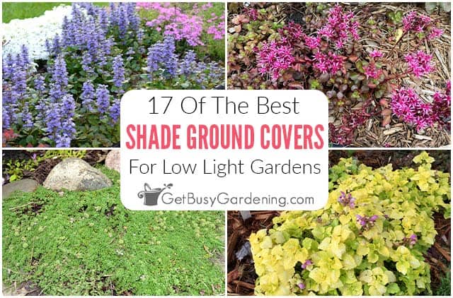 17 Best Ground Cover Plants That Grow Well In The Shade