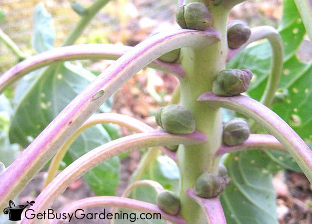 Small brussels sprouts starting to form on the stalk 