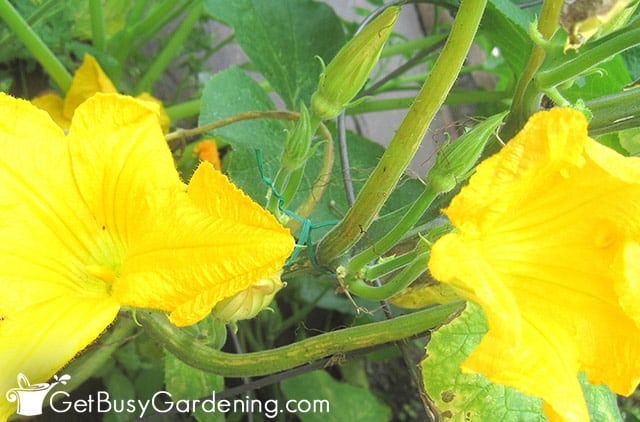 The stems of several male squash blossoms
