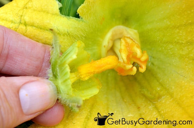 Using male squash blossom to pollinate a female