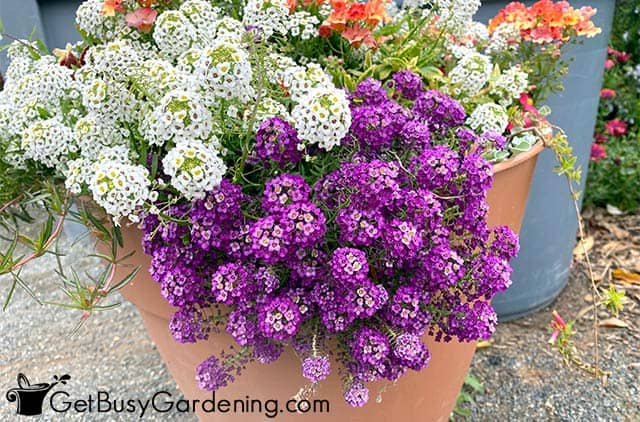 White and purple trailing alyssum potted annuals