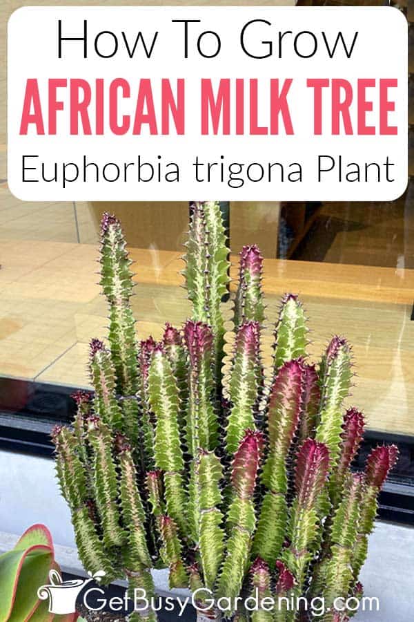 How To Grow African Milk Tree Euphorbia trigona Plant