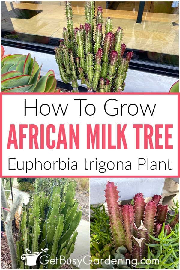 How To Grow African Milk Tree Euphorbia trigona Plant