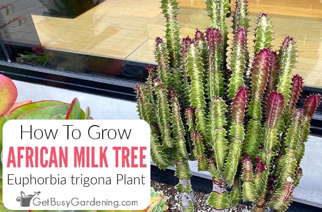 African Milk Tree: How To Grow & Care For A Euphorbia trigona Plant