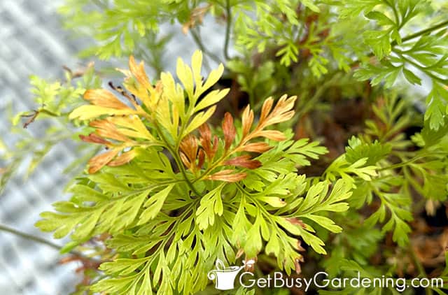Fronds turning yellow and brown on a rabbits foot fern