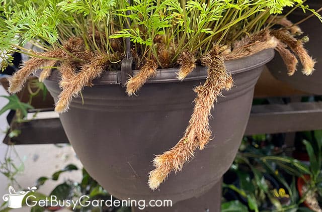 Fuzzy rabbits foot roots hanging out around the pot