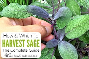 How & When To Harvest Sage
