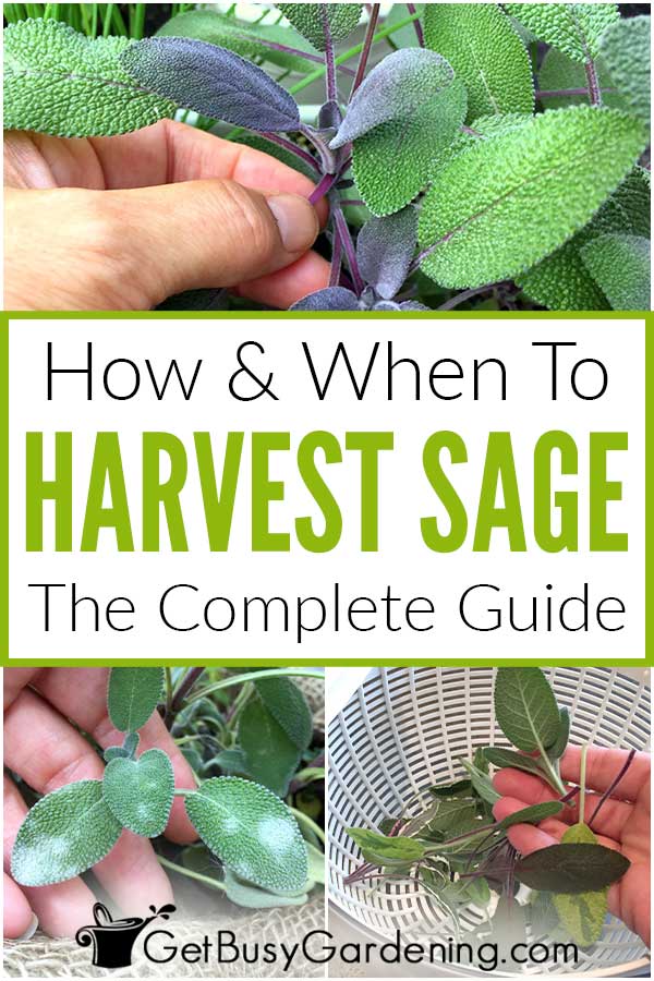 How & When To Harvest Sage The Complete Guide
