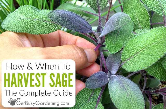 How & When To Harvest Sage
