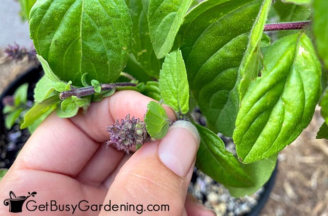 Pinching basil flower buds to promote growth