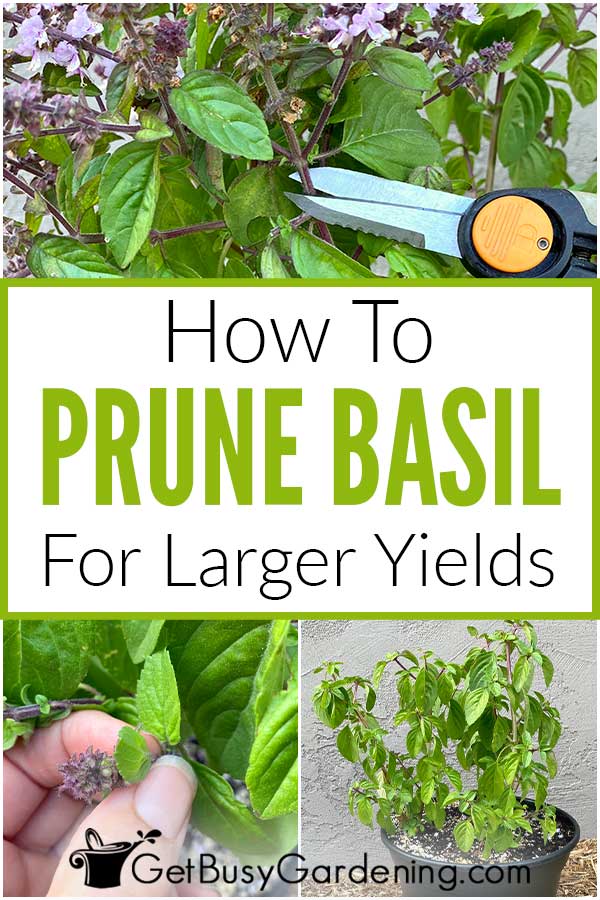 How To Prune Basil For Larger Yields