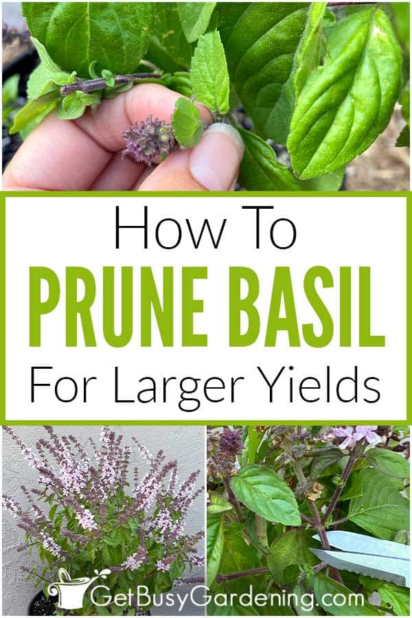 How To Prune Basil For Larger Yields