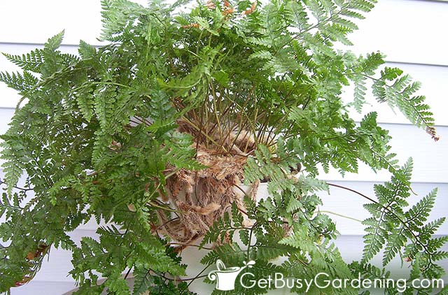 Rabbits foot fern outdoors in my porch for the summer