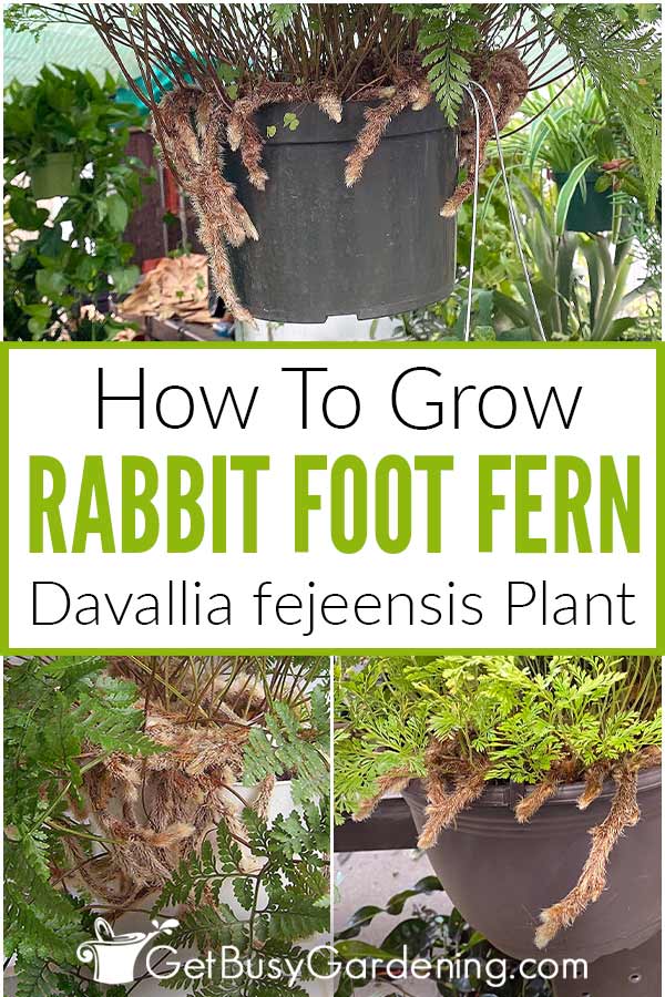 How To Grow Rabbit Foot Fern Davallia fejeensis Plant