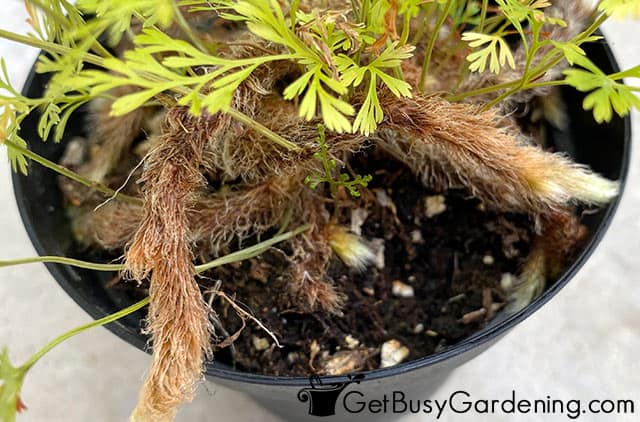 Soil used for growing rabbits foot fern in a pot