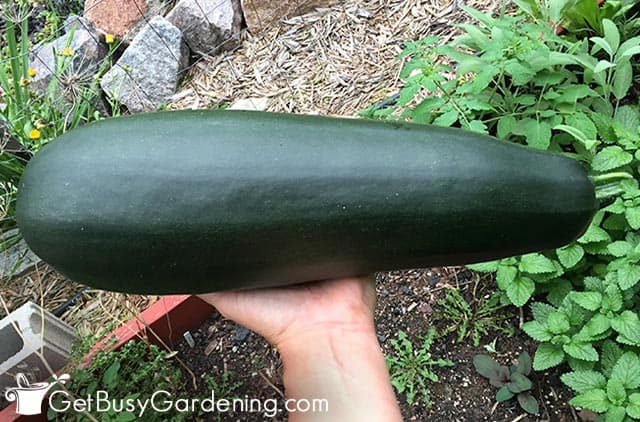 A squash that is too big to harvest