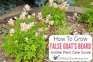 False Goat's Beard - How To Grow & Care For Astilbe