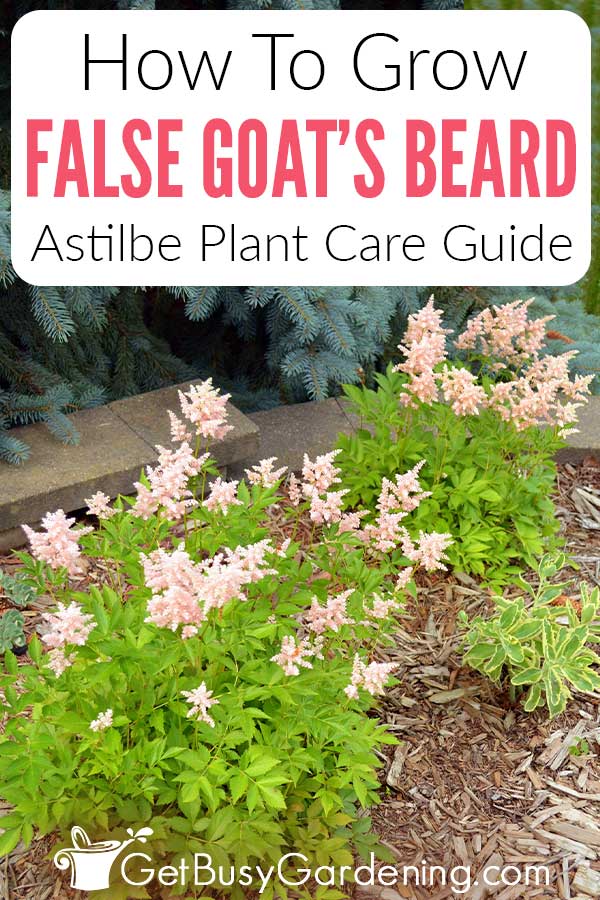 How To Grow False Goat's Beard Astilbe Plant Care Guide