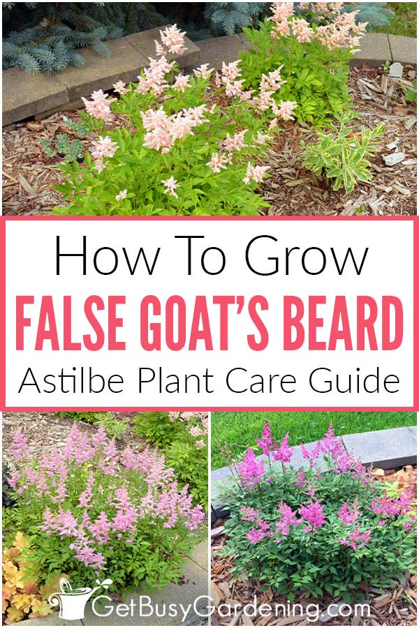 How To Grow False Goat's Beard Astilbe Plant Care Guide