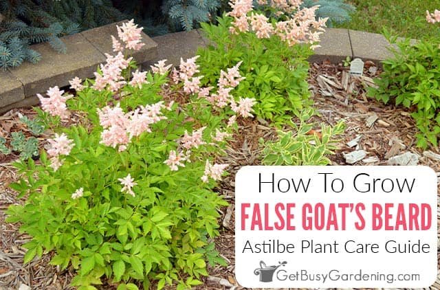 False Goat's Beard - How To Grow & Care For Astilbe