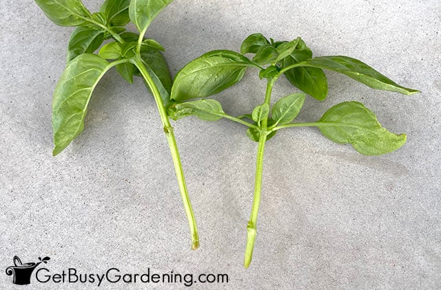 Bottom leaves removed from basil stems