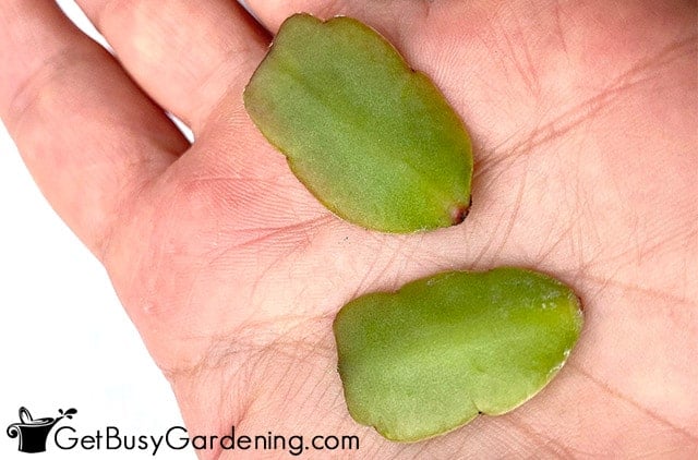 Christmas cactus leaves ready to propagate