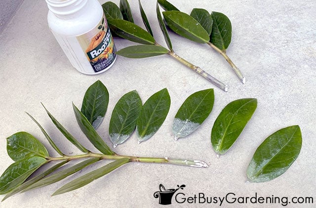 Dusting zamioculcas zamiifolia with rooting hormone