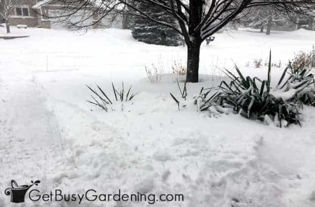 Gardens covered by deep snow in winter