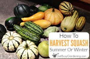 Harvesting Squash - When & How To Pick Summer Or Winter Squash